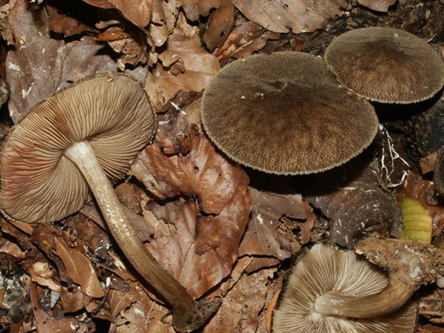 Грибы в Пермском крае Рыжик опёнок