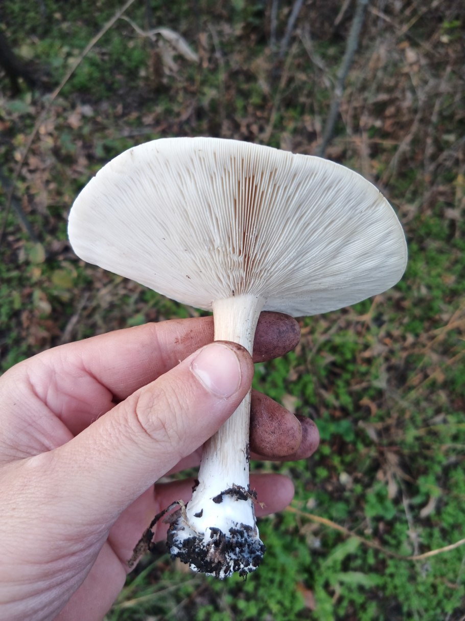 Серая поганка гриб