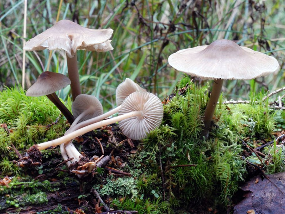 Mycena galericulata