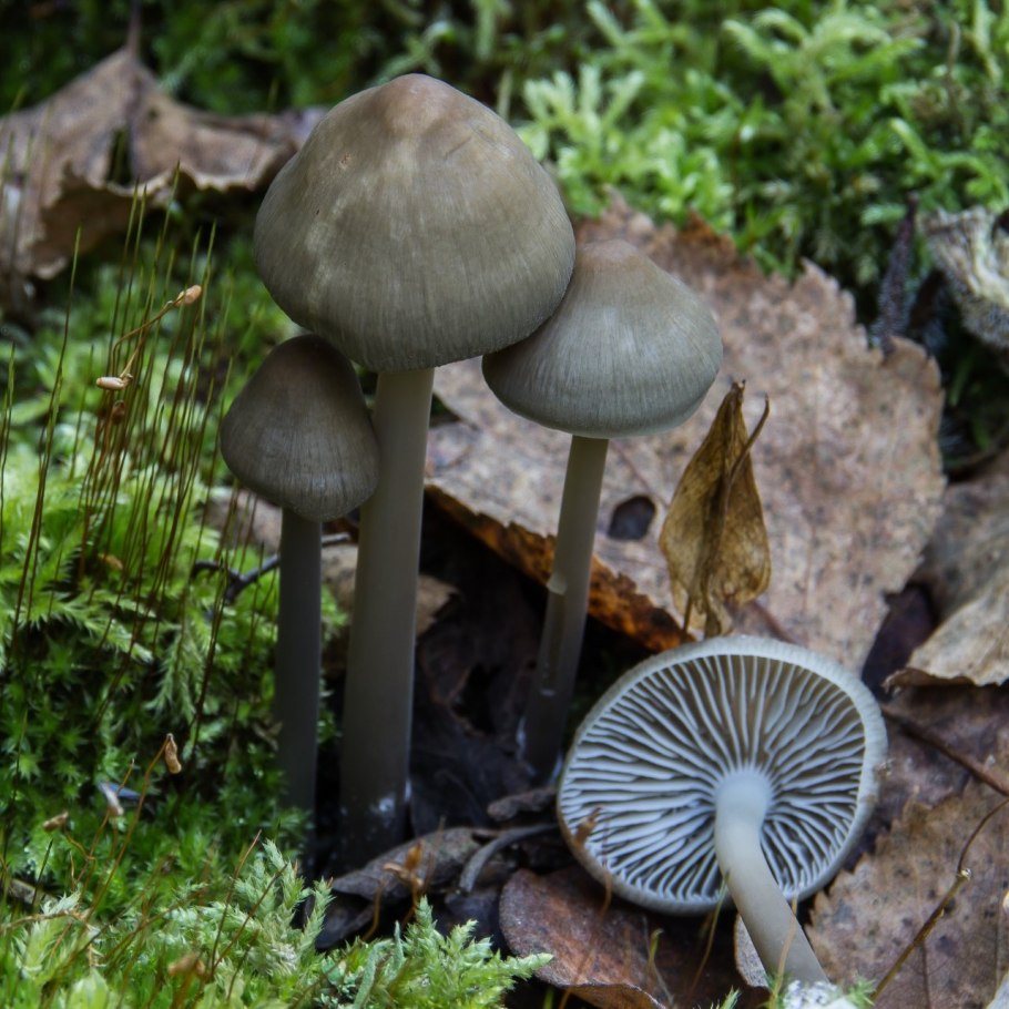 Гриб Меланолеука прямоногая