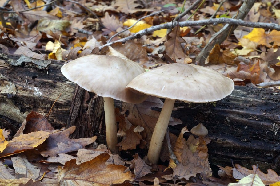 Грибы Казахстана