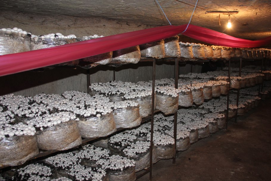 Навес для выращивания грибов