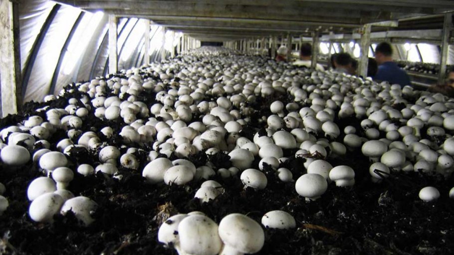 Грибная ферма Creekside Mushroom Farms, Уортингтон, штат Пенсильвания, США