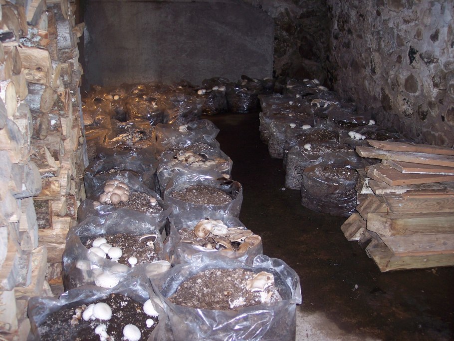 Погреб для грибов