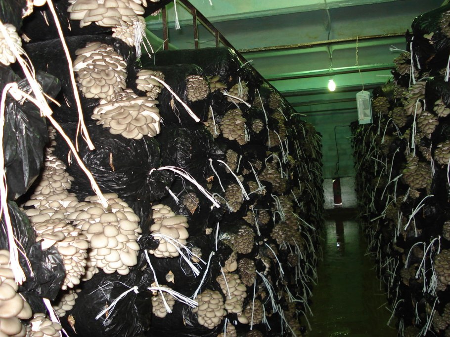 Ферма грибов вешенка