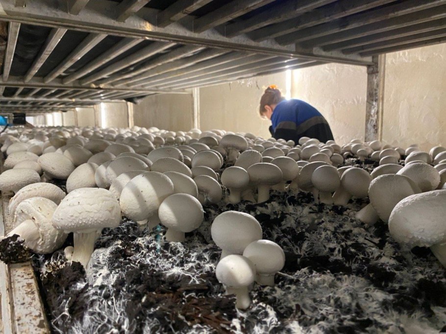 Посев мицелия шампиньонов