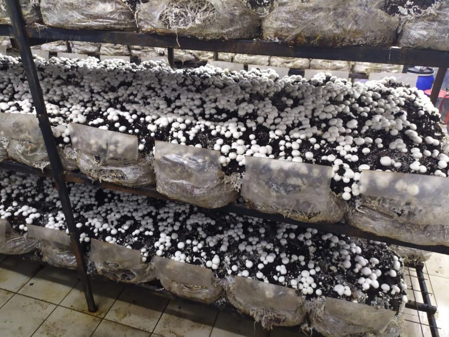 Покровка для шампиньонов