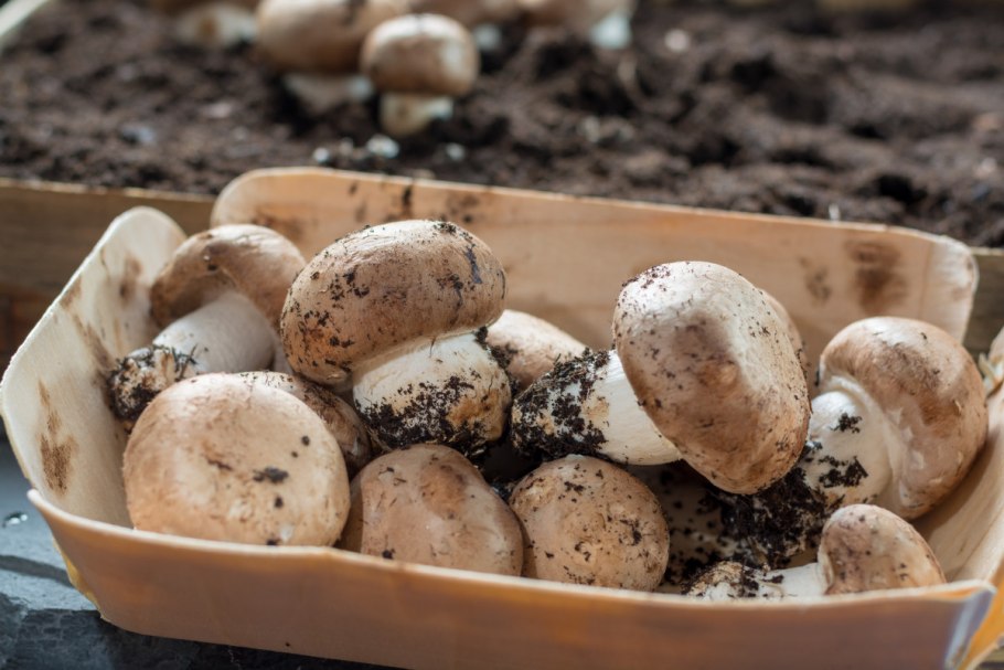 Мицелий шампиньонов. Производство