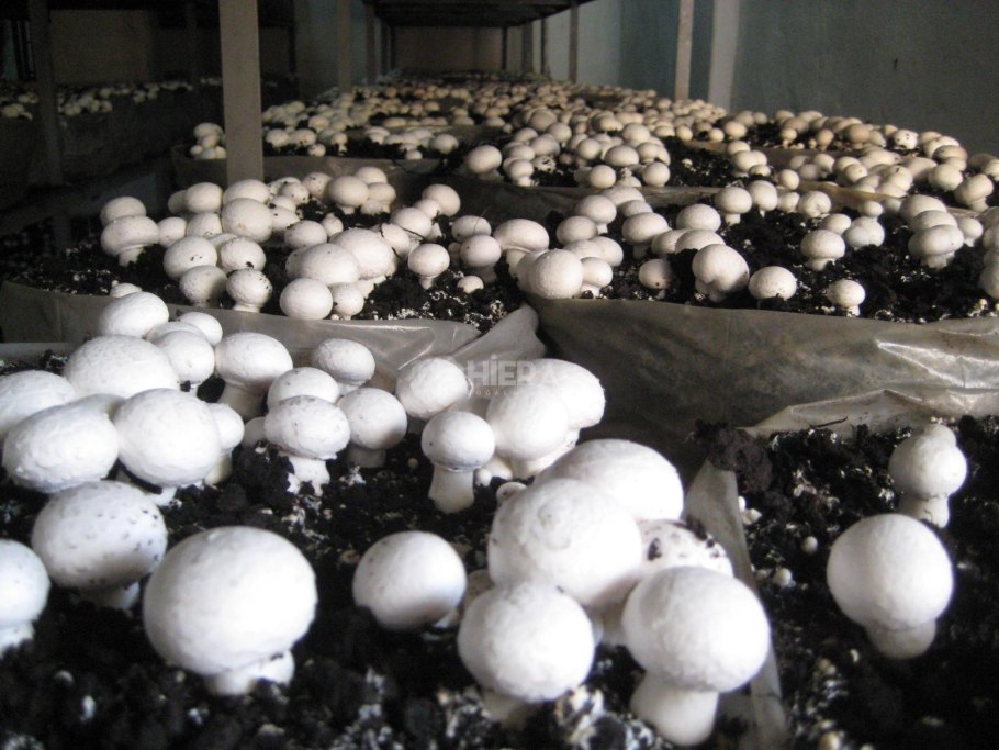 Домашняя грибница вешенка