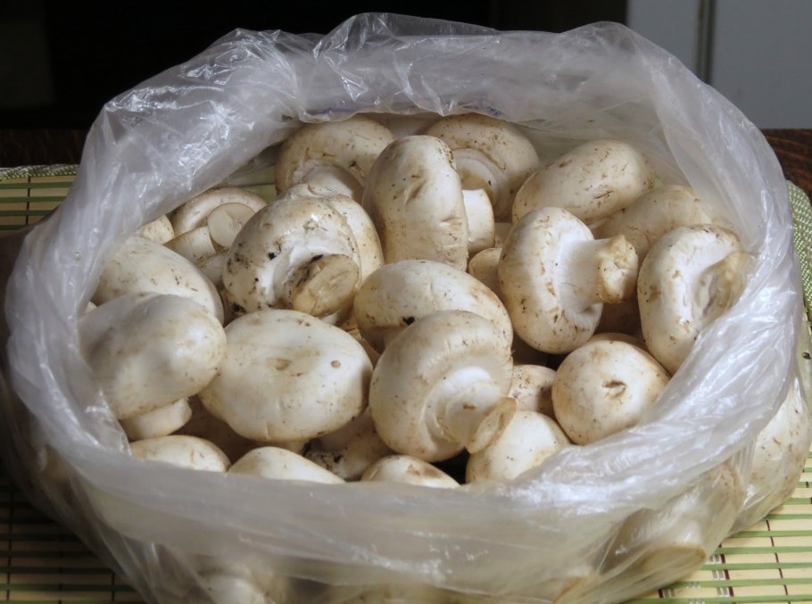 Выращиванию грибов водитель