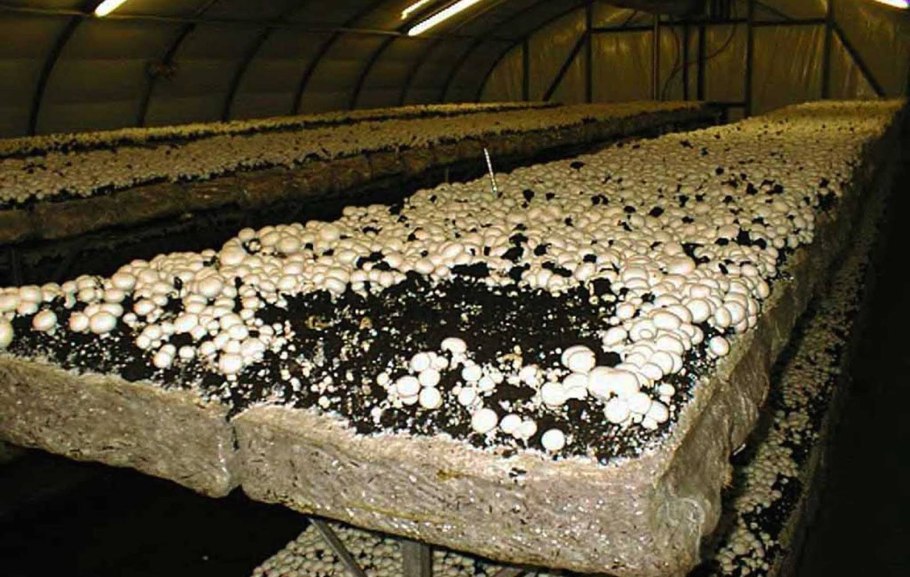 Грибоводство шампиньонов