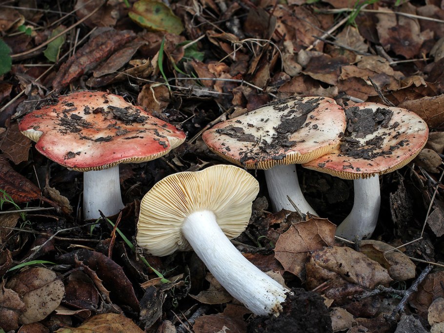 Сыроежка Боровая