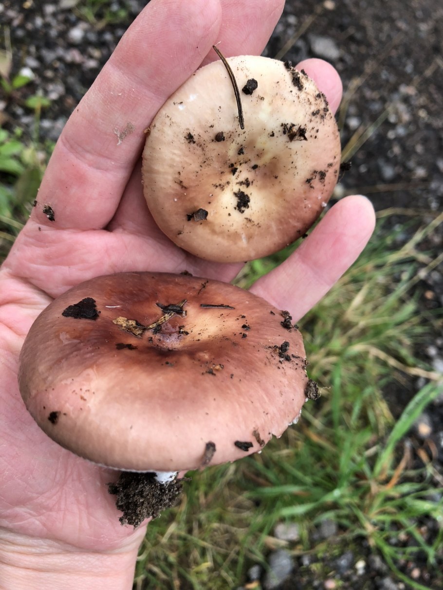 Сыроежки рядовки съедобные