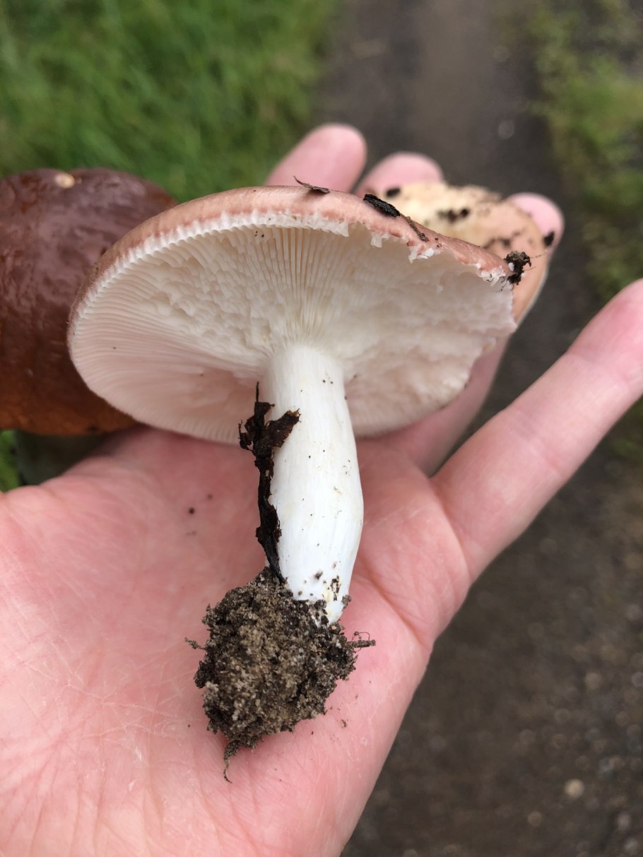 Сыроежка гриб