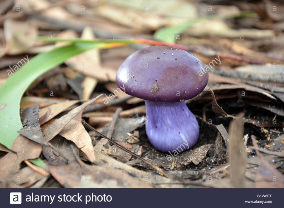 Гриб фиолетового цвета с толстой ножкой
