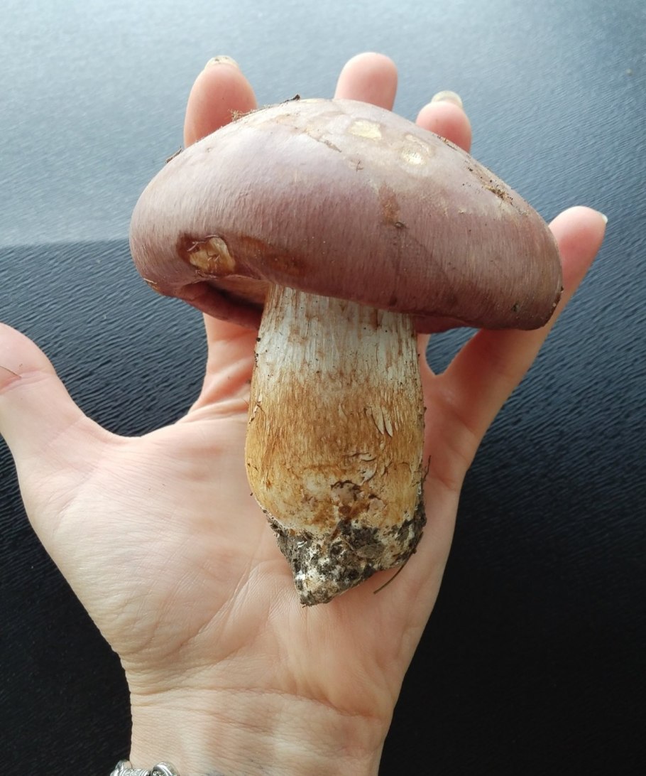 Паутинник фиалково пластинчатый