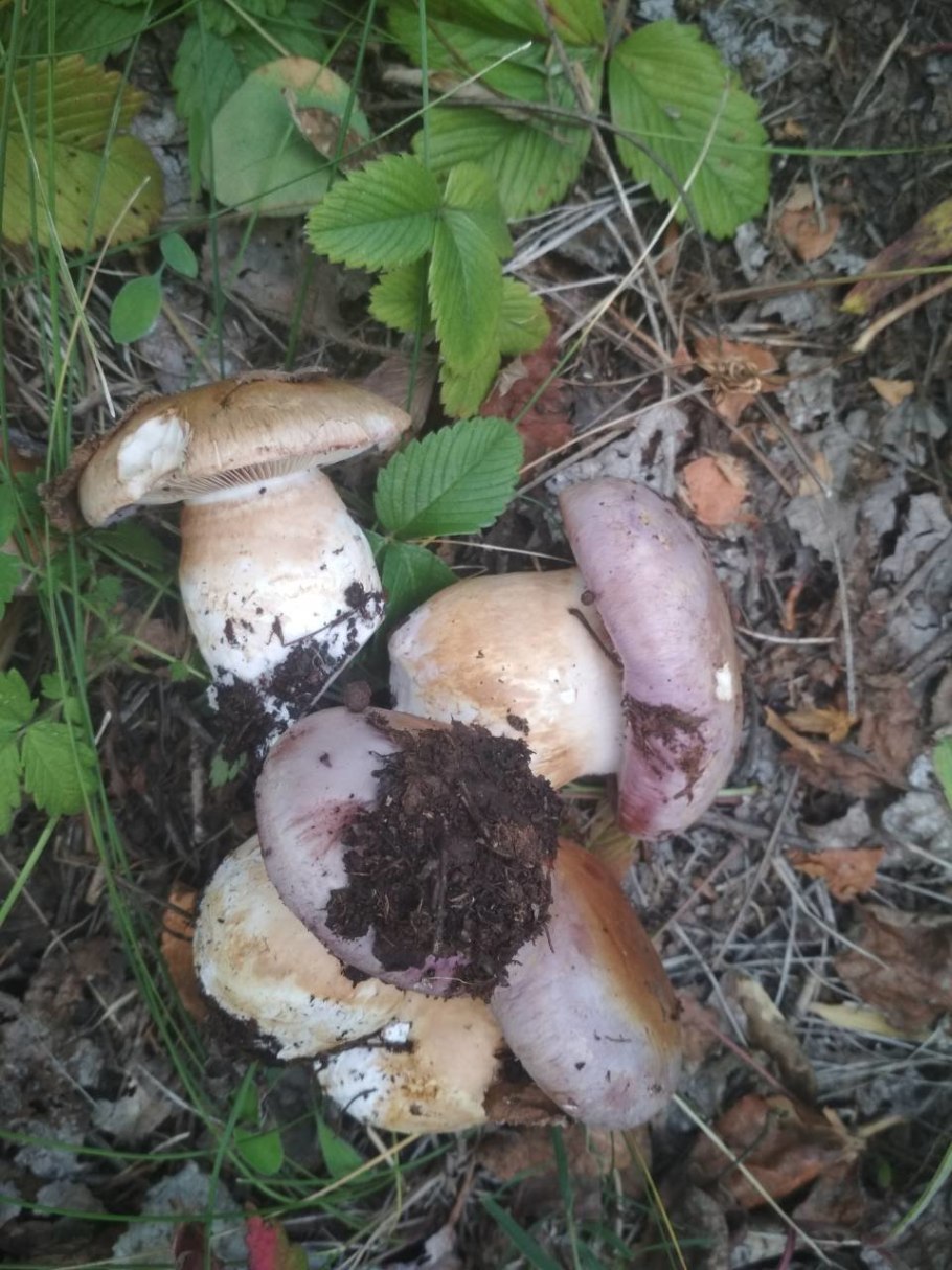 Паутинник фиолетовый гриб