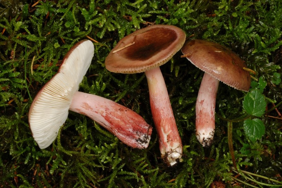 Сыроежка сардониксовая Russula Sardonia