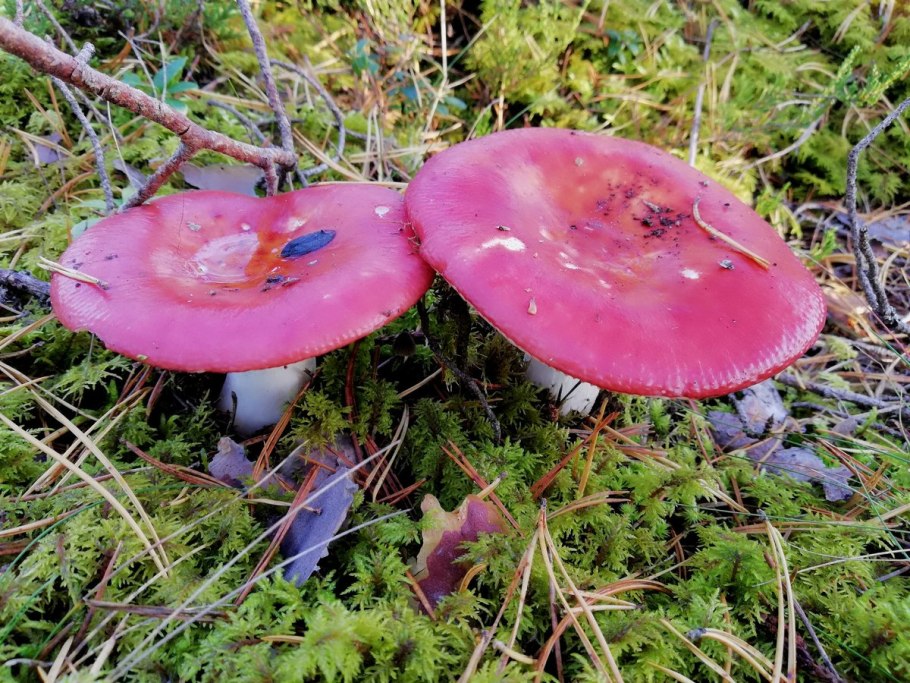 Сыроежка Болотная Russula paludosa