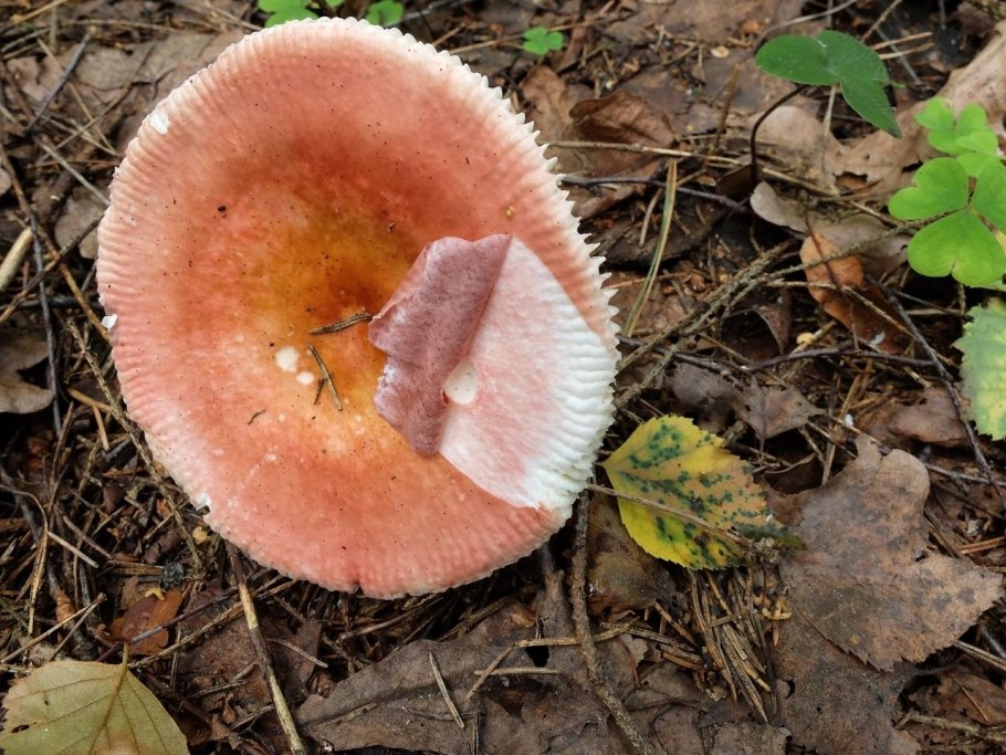 Сыроежка Болотная Russula paludosa
