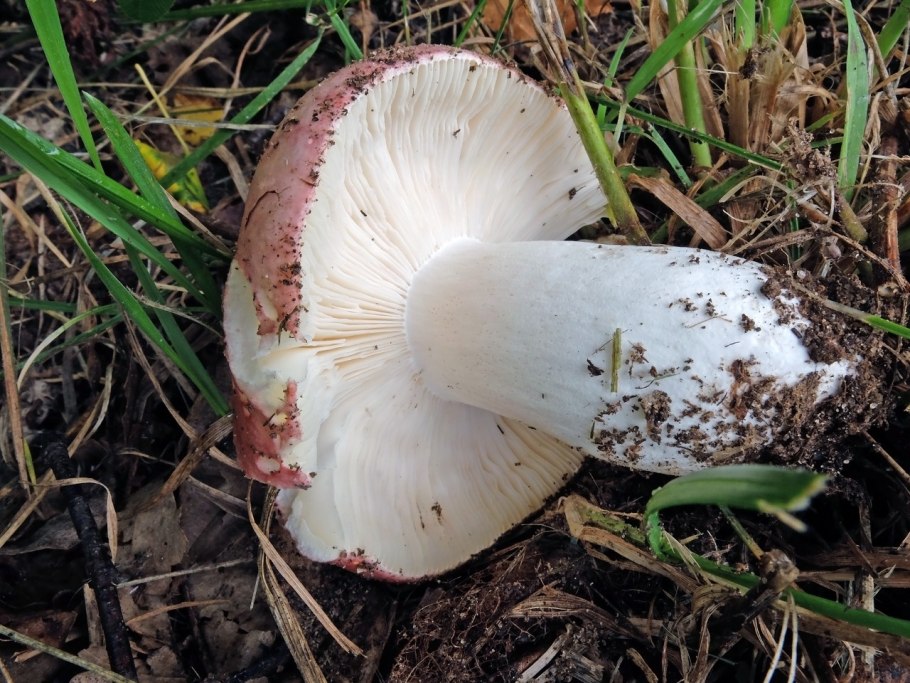 Сыроежка сардониксовая Russula Sardonia