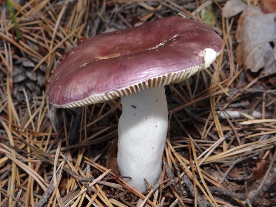 Russula queletii хвойные