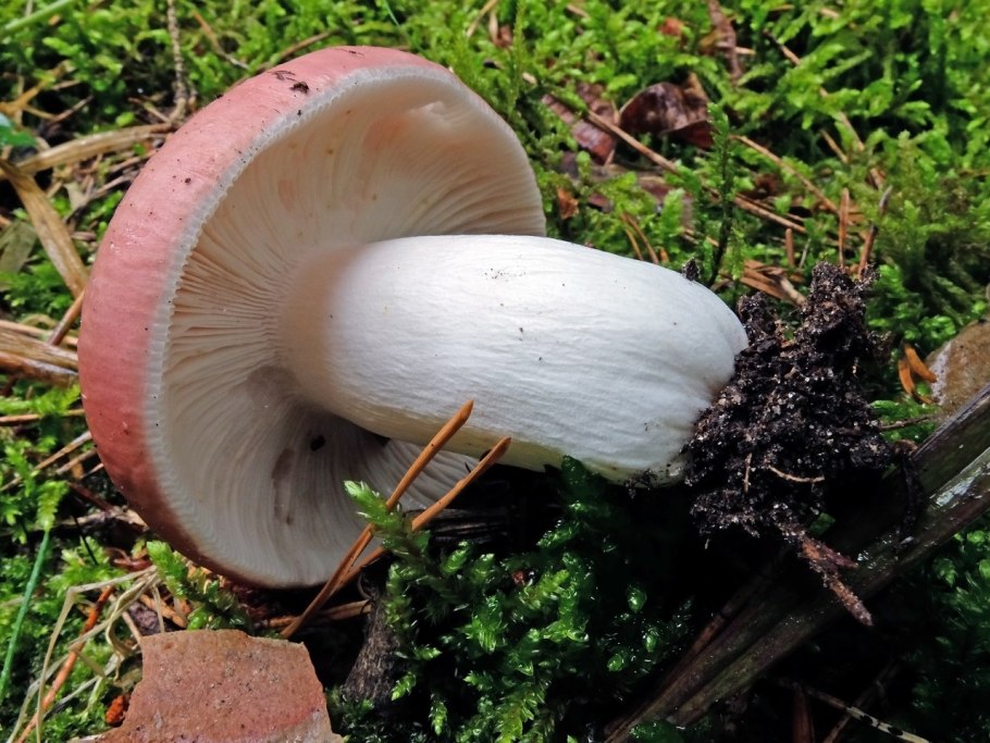Сыроежка сардониксовая Russula Sardonia
