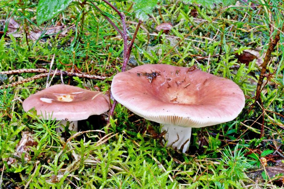 Сыроежка кроваво-красная (Russula sanguinea)