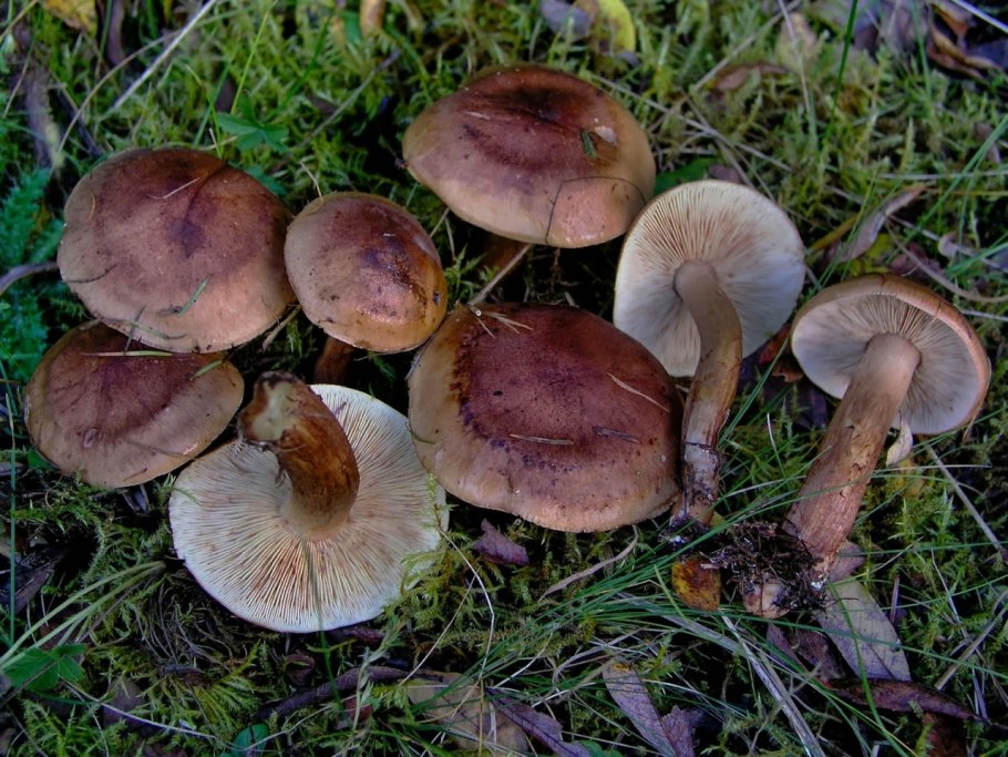 Рядовка Чешуйчатая Tricholoma imbricatum
