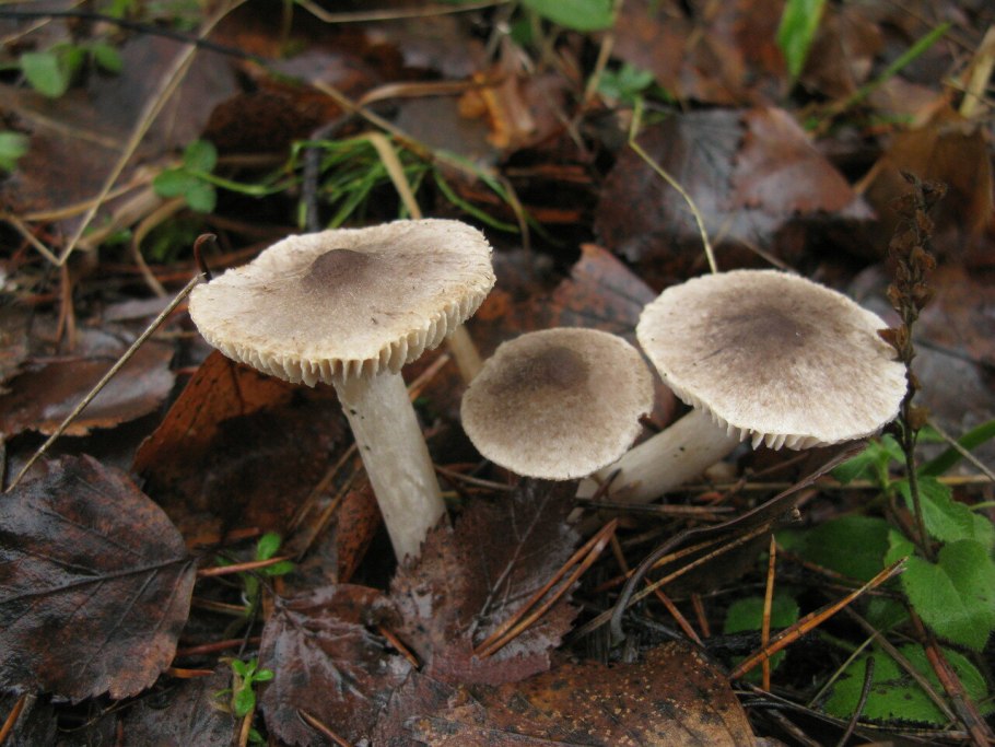 Рядовка коричневая Tricholoma imbricatum