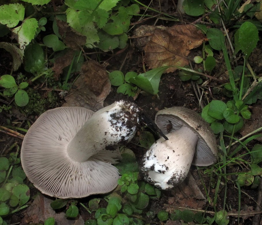 Рядовка Еловая Tricholoma aestuans