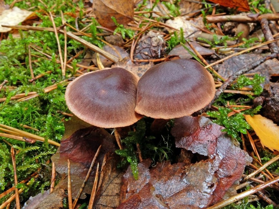 Рядовка мыльная Tricholoma saponaceum