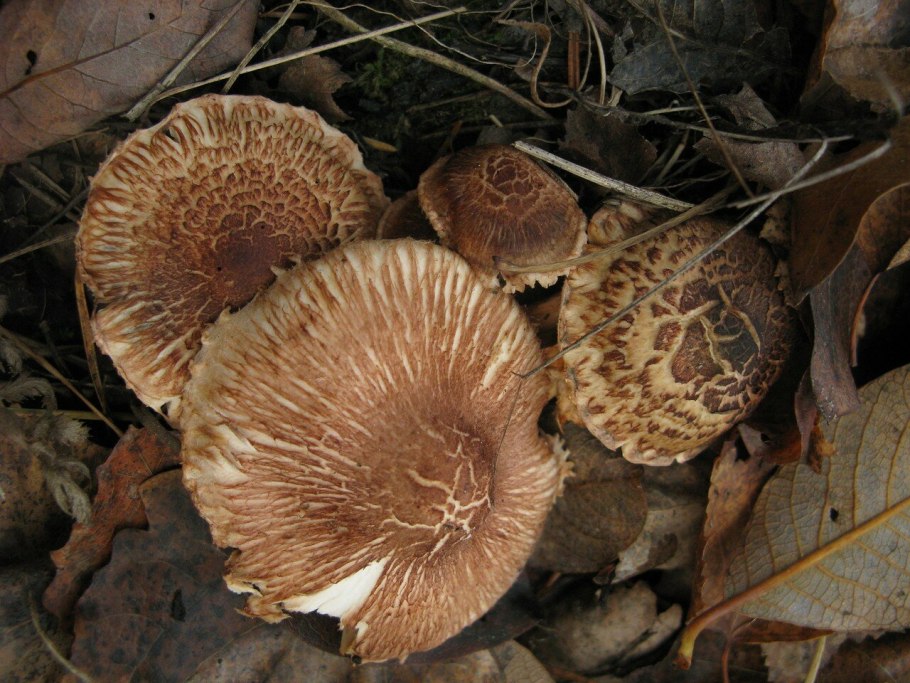 Рядовка желто-бурая Tricholoma flavobrunneum