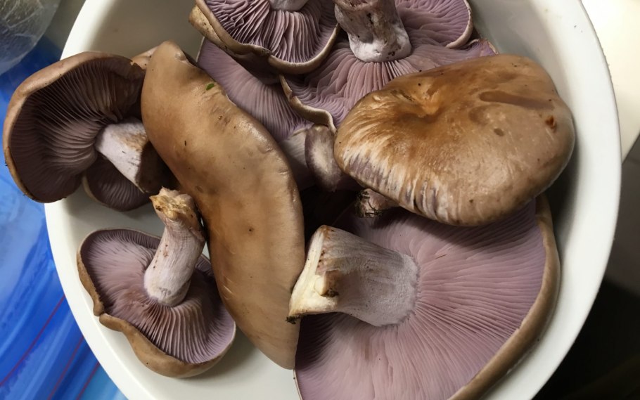 Рядовка обутая (Tricholoma caligatum).