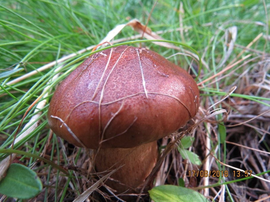 Рядовка коричневая Tricholoma imbricatum
