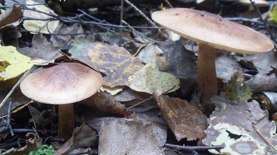 Рядовка красно-бурая