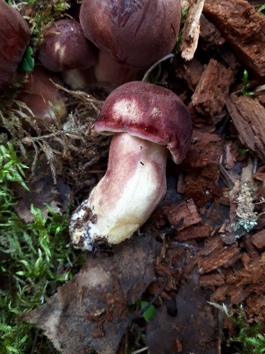 Tricholomopsis rutilans