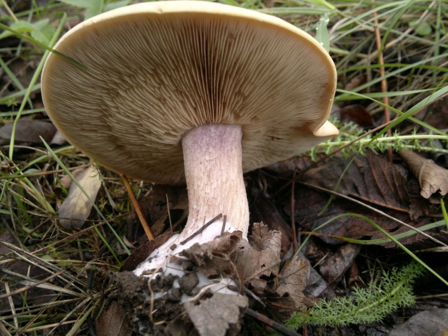 Рядовка лиловоножковая (синеножка) Lepista Saeva.