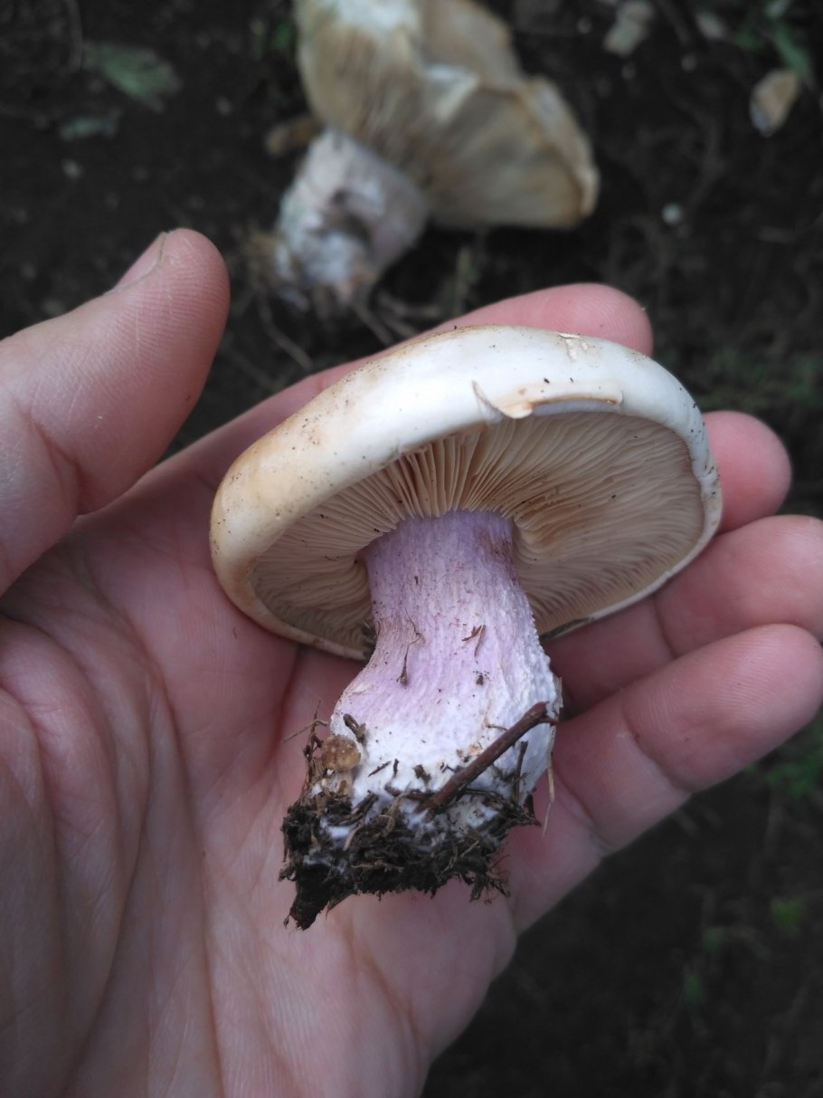 Гриб рядовка синеножка