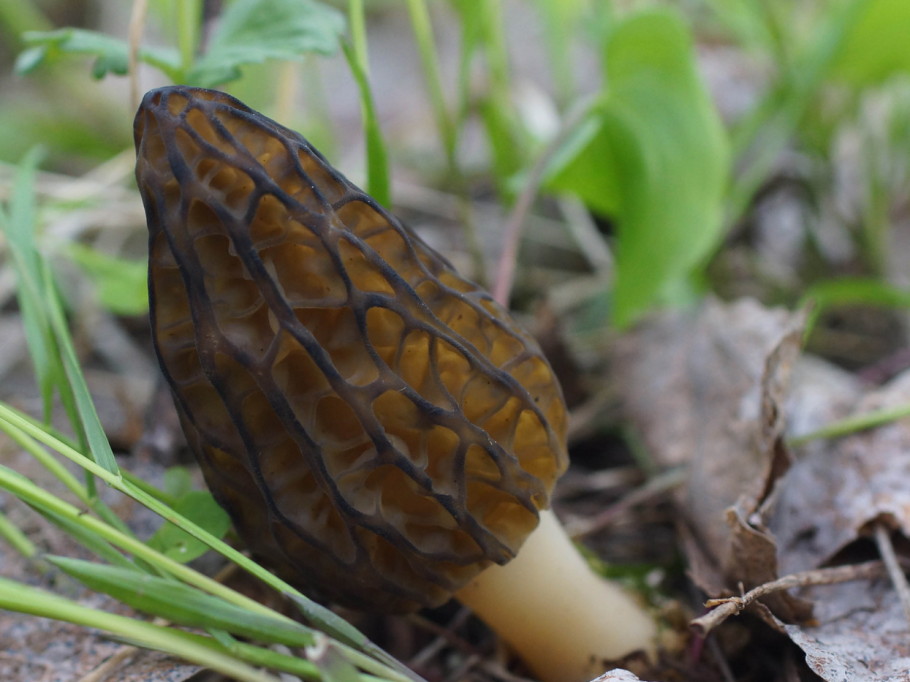 Сморчки конические грибы