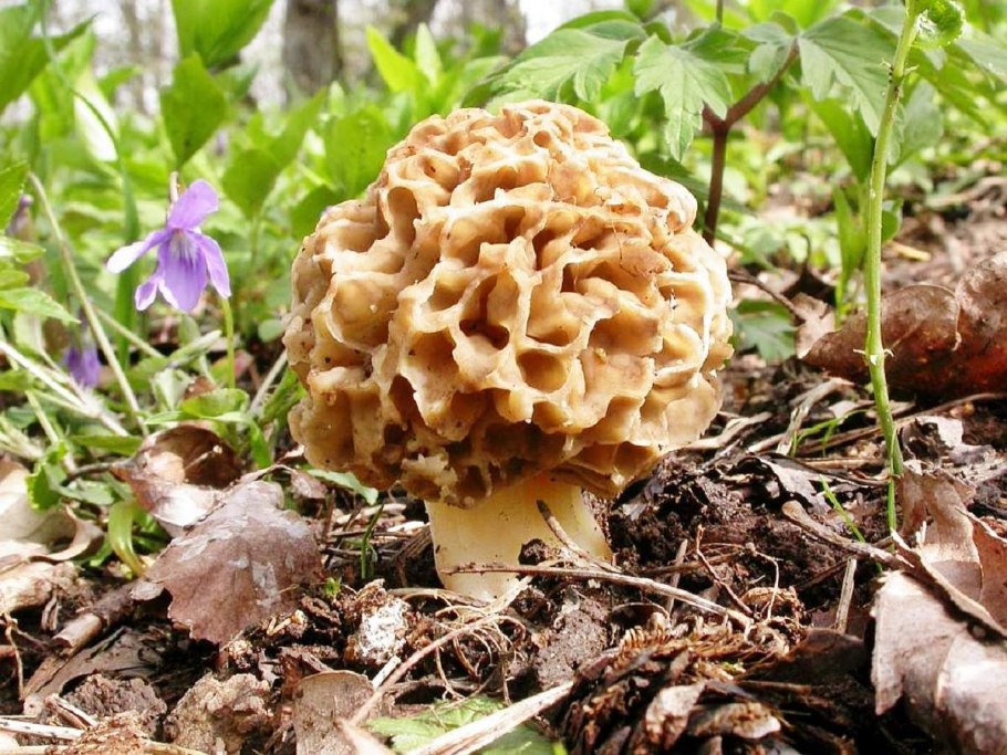 Morel сморчок