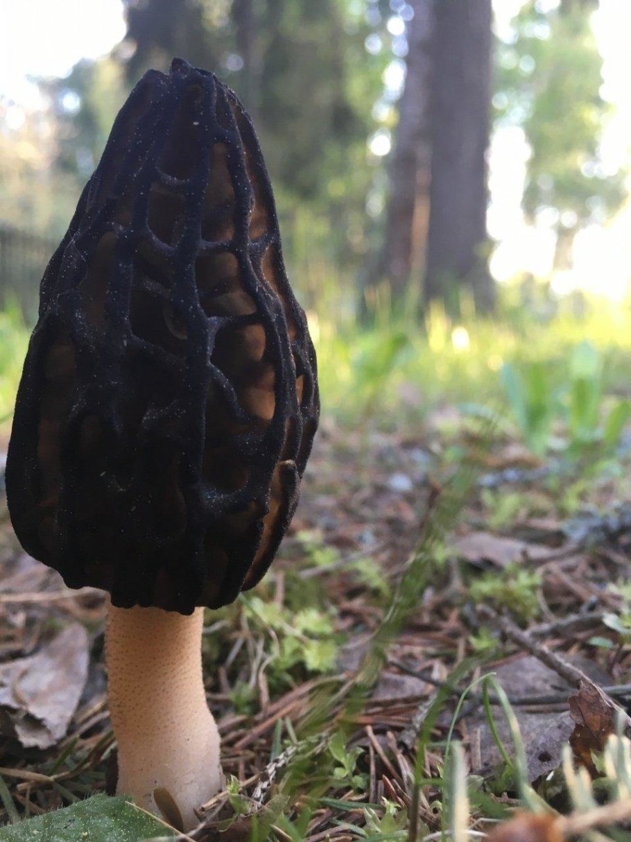 Гриб сморчок обыкновенный