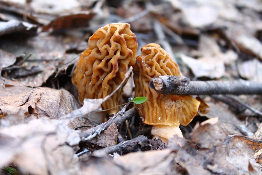 Сморчки грибы несъедобные