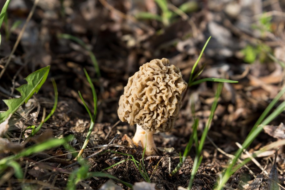 Сморчок строчок сморчковая шапочка