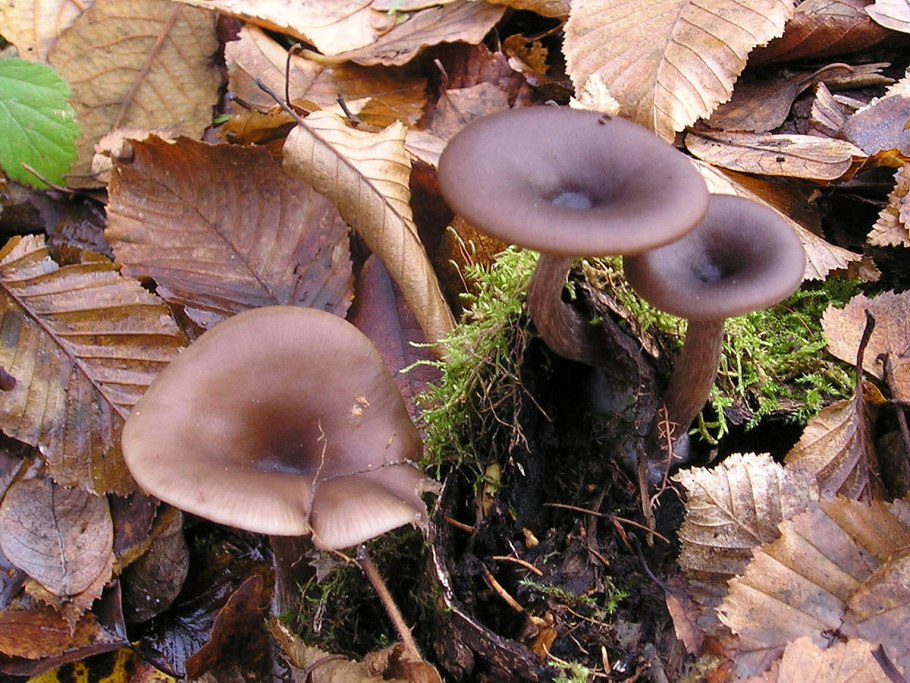 Говорушка бокаловидная Pseudoclitocybe cyathiformis