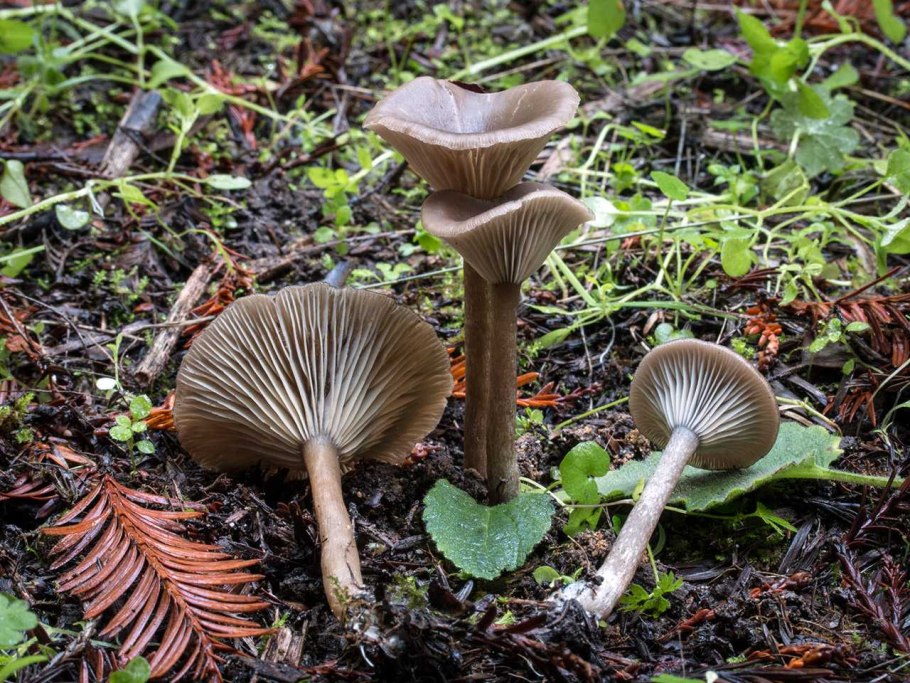 Говорушка бокаловидная Pseudoclitocybe cyathiformis