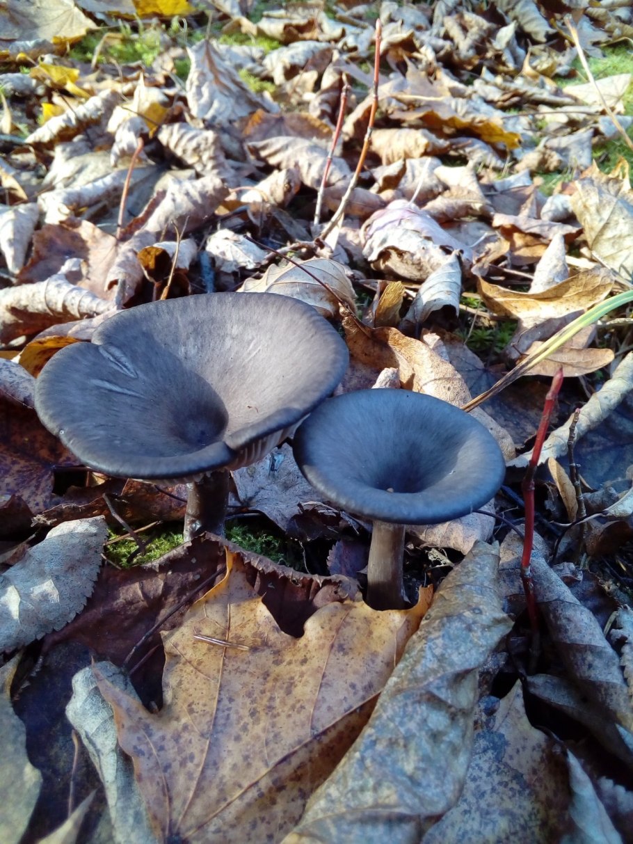 Pseudoclitocybe cyathiformis