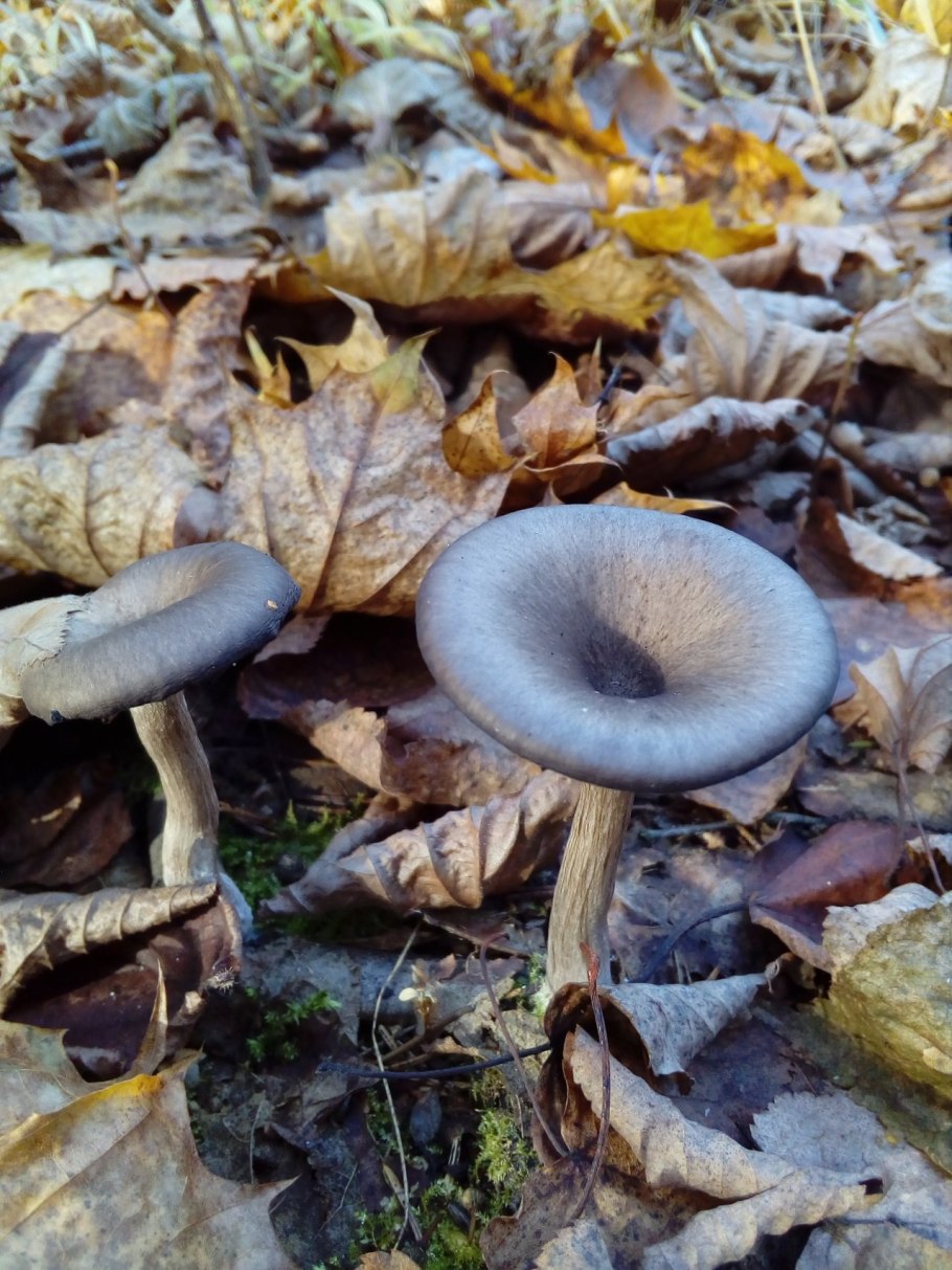 Говорушка бледноокрашенная. Clitocybe