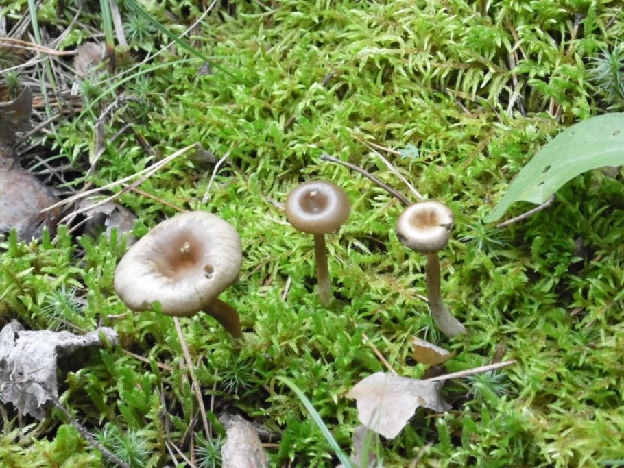 Рыжик настоящий