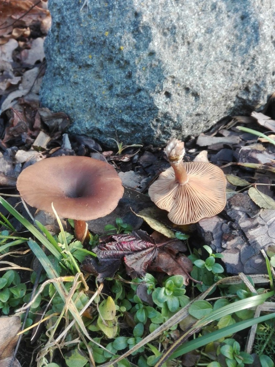 Говорушка анисовая